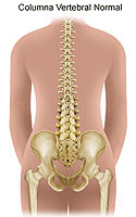 Ilustración de una columna vertebral normal